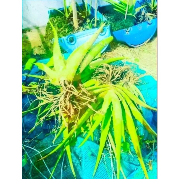 Aloe Vera Plant uprooted 2 Pcs, 10cm 12cm ( P130) Shopee Philippines