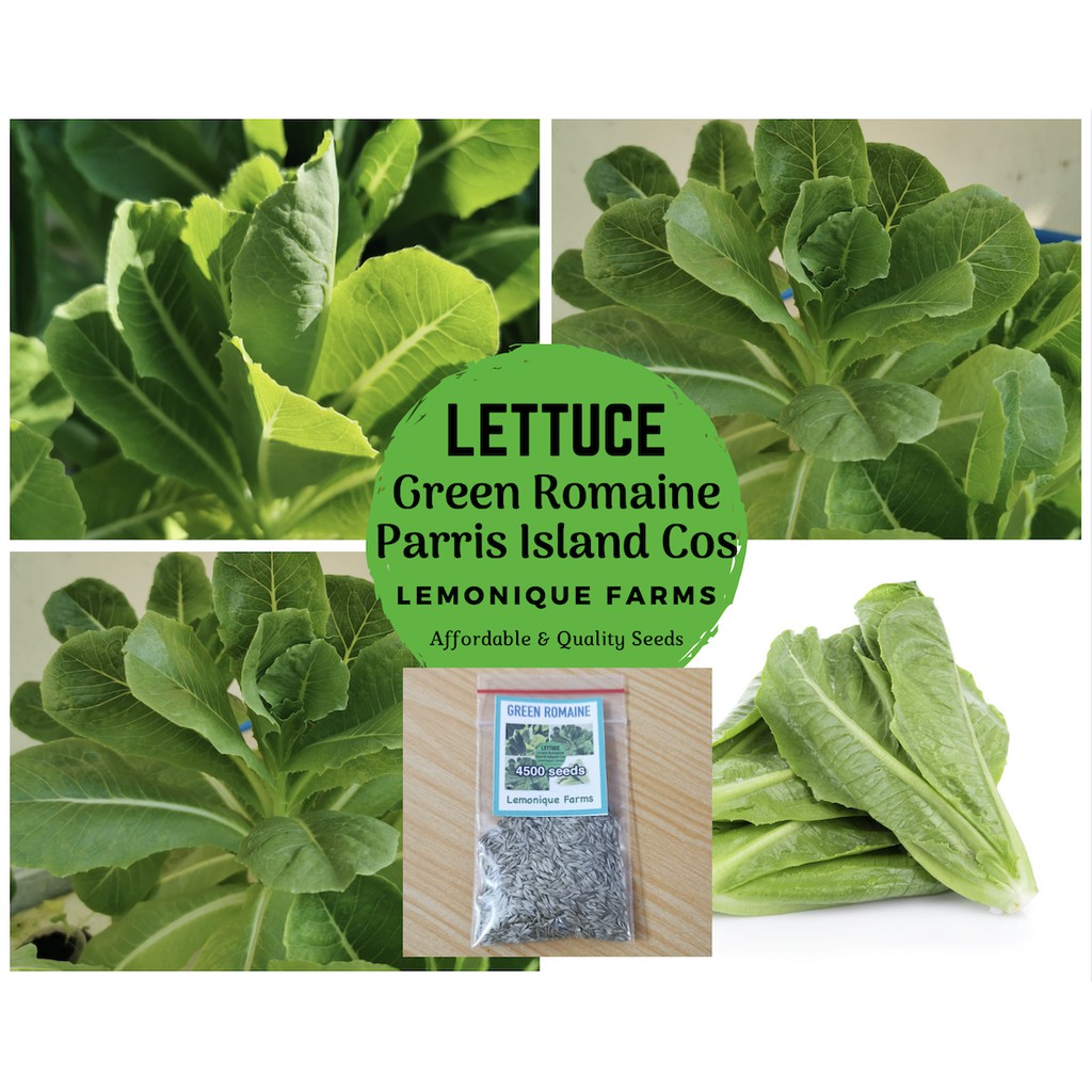 Green Romaine Lettuce easy grow Parris Island Cos Lettuce Seeds