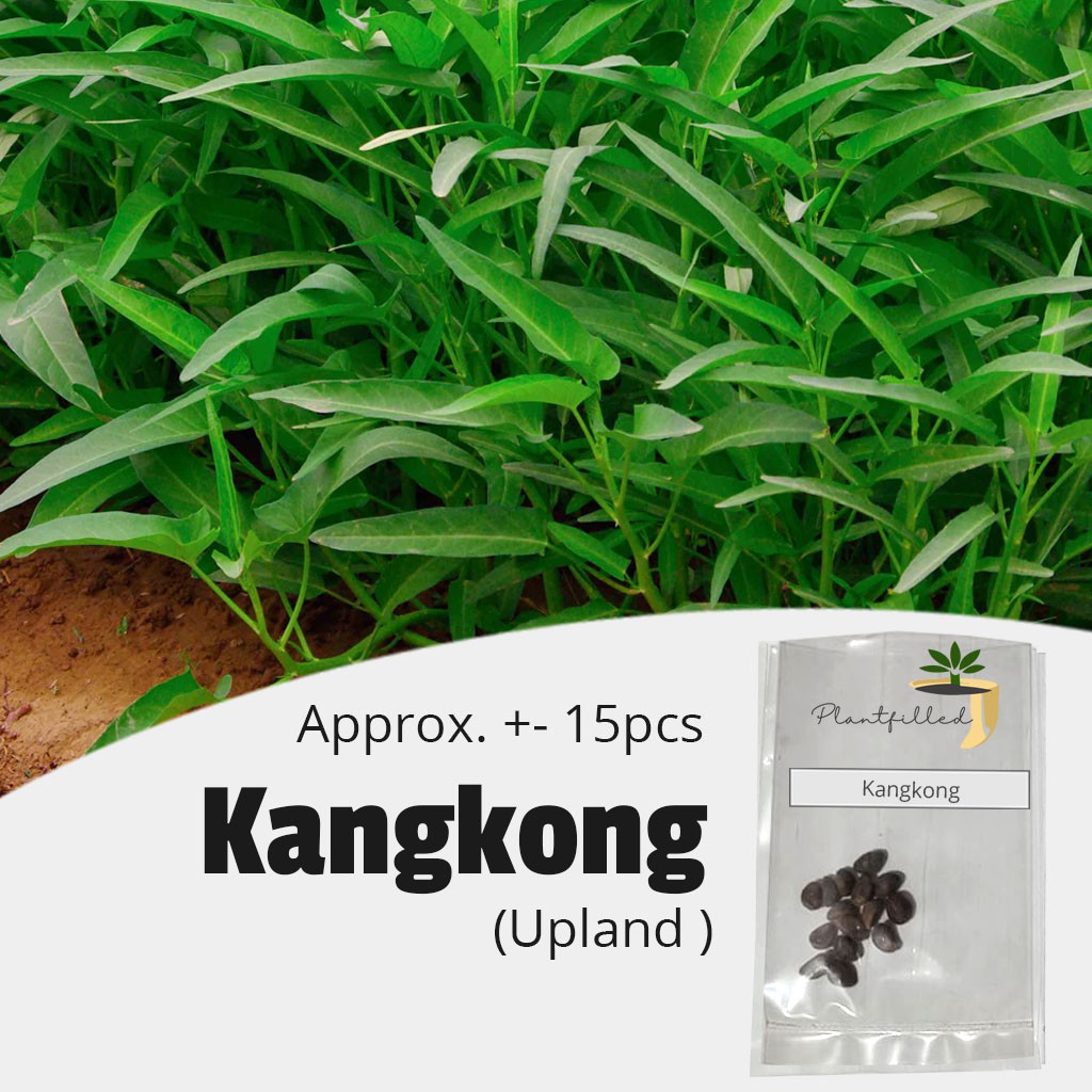 [Plantfilled] Kangkong Upland Chinese Water Spinach Seeds - Vegetable 