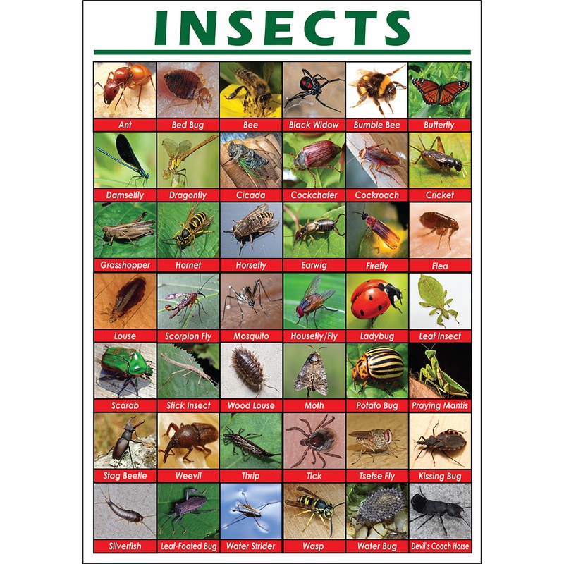 Insects Uri Ng Insekto Educational Chart For Kids A4 Size Shopee