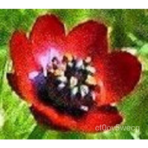 Guaranteed germination rate 25+ PHEASANT EYE ADONIS FLOWER SEEDS