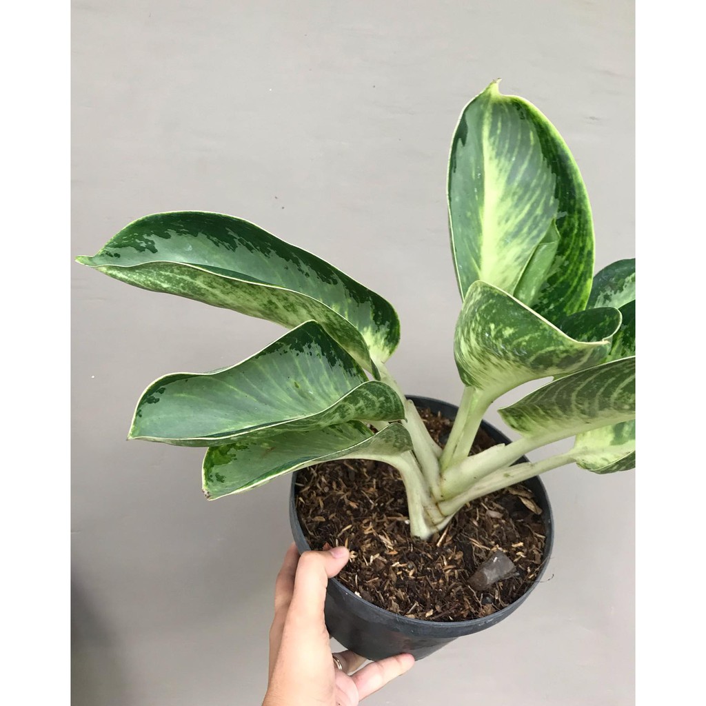 Green bowl deals aglaonema