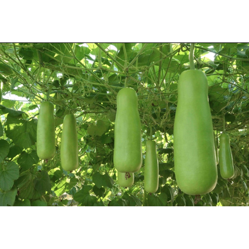 upo / bottle gourd seeds - 25pesos per pack - condor seed - plant ...