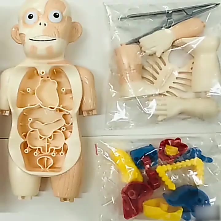 Children 3D Puzzle Human Body Anatomy Model Educational Learning Organ ...