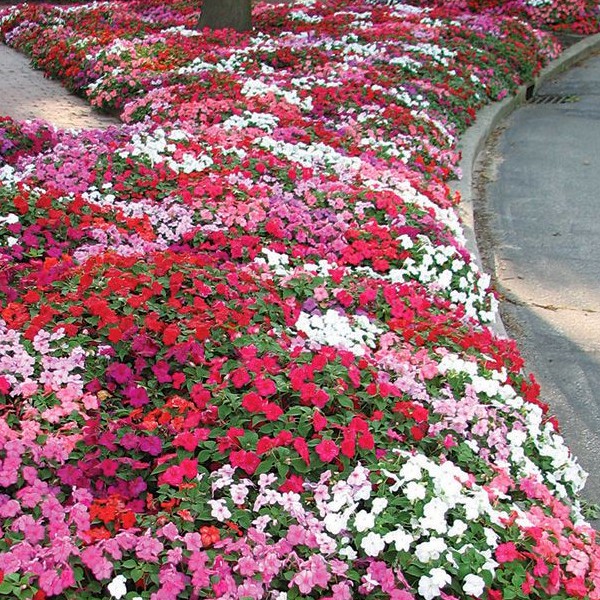 Impatiens Seeds Tropical Fizz Hybrid (Edible Flower Seeds) Sow EASY