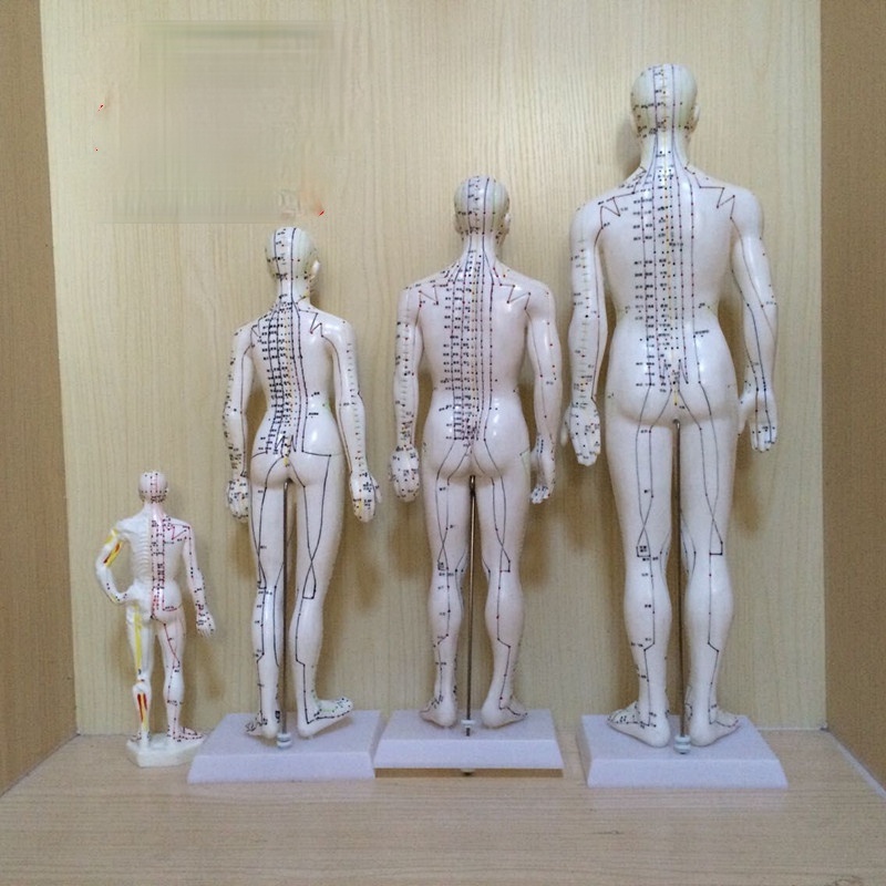50CM English human acupuncture meridian points model male or female ...
