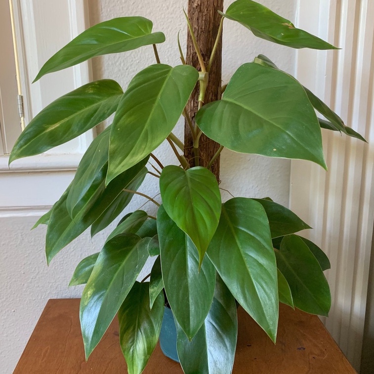 PHILODENDRON GREEN EMERALD ESTABLISHED REAL PLANTS PLANTS THE