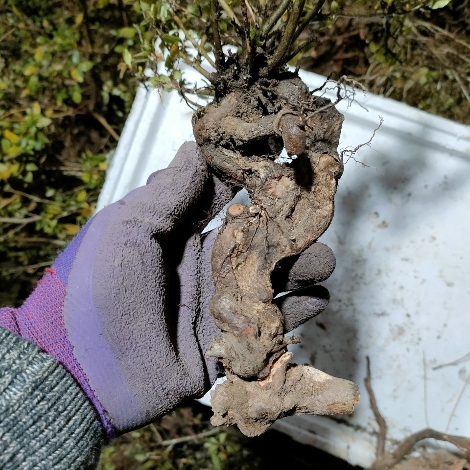 Azalea red potted old pile chicken blood red old pile chicken blood red