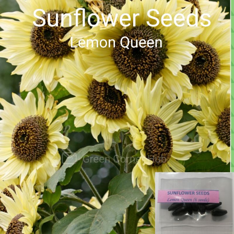 Sunflower Seeds (Lemon Queen) Shopee Philippines