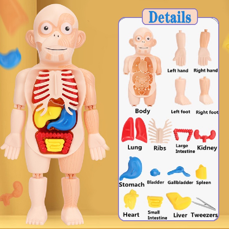 3D Puzzle Human Body Anatomy Model Kid Montessori Educational Learning ...
