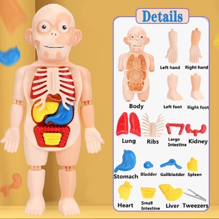 3D Puzzle Human Body Anatomy Model Kid Montessori Educational Learning ...