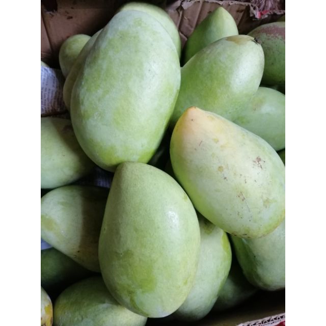 5kg Zambales Mango o Mangga Kinalabaw | Shopee Philippines