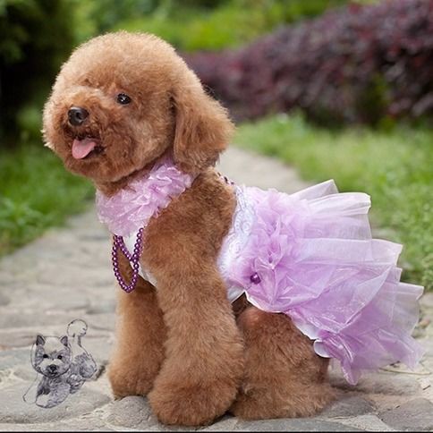 New Dog Teddy Clothes Pet Princess Summer Supplies Female Wedding Dress  Pomeranian Teacup Dog Clothing