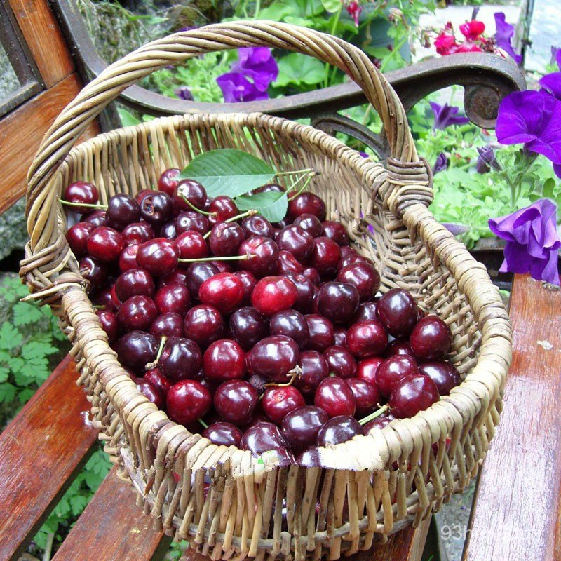 10 pcs/bag cherry bonsai fruit seeds Sweet Sylvia Upright Cherry Self ...