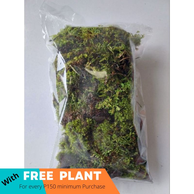 Moss Live moss Preserved moss Moss for sale Moss varieties Green moss