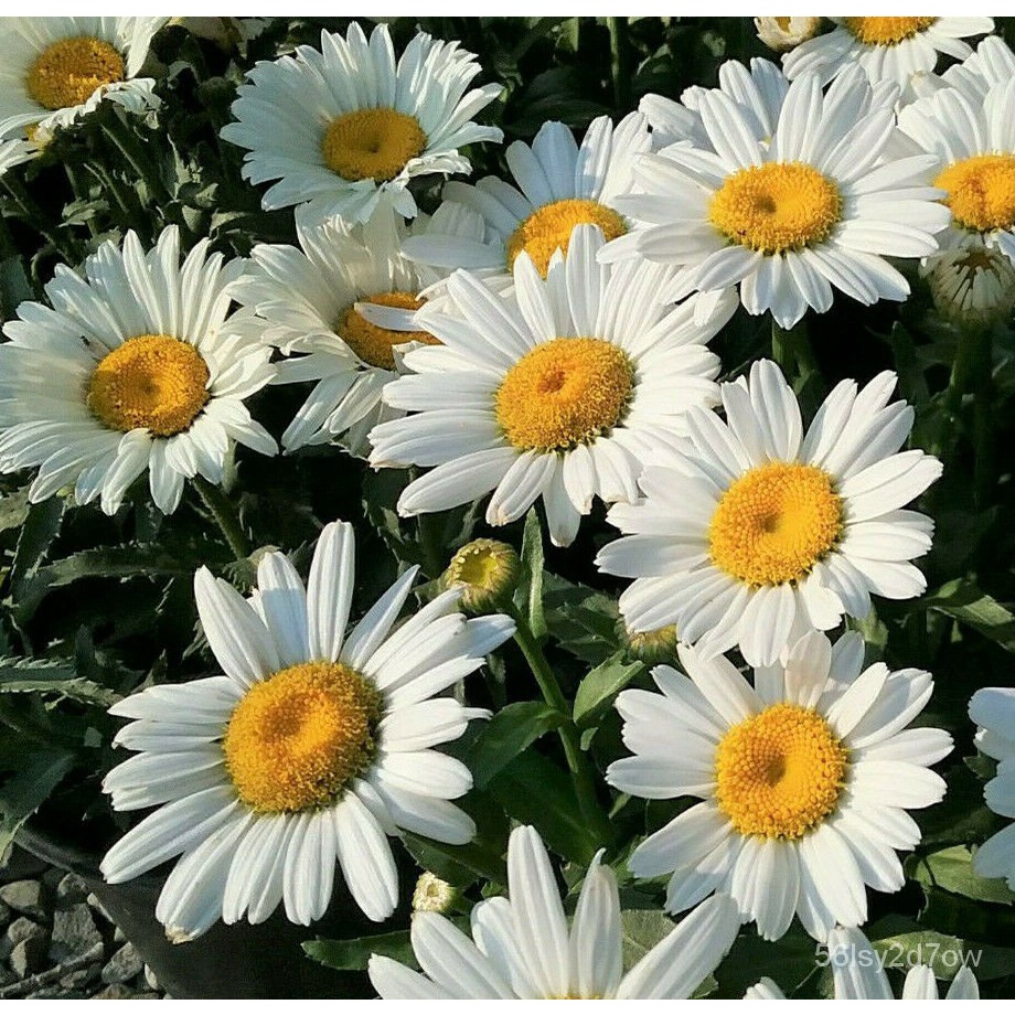Guaranteed germination rate Shasta Daisy Flower Seeds White Paper