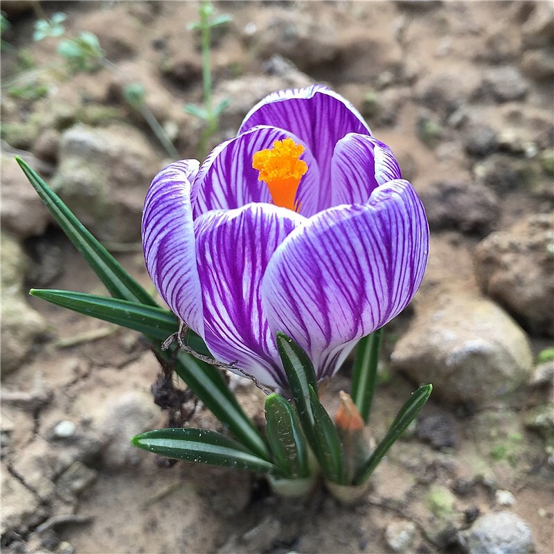 Ten Saffron Seed Pellet Saffron Saffron Crocus Bulb Large Ball Flower