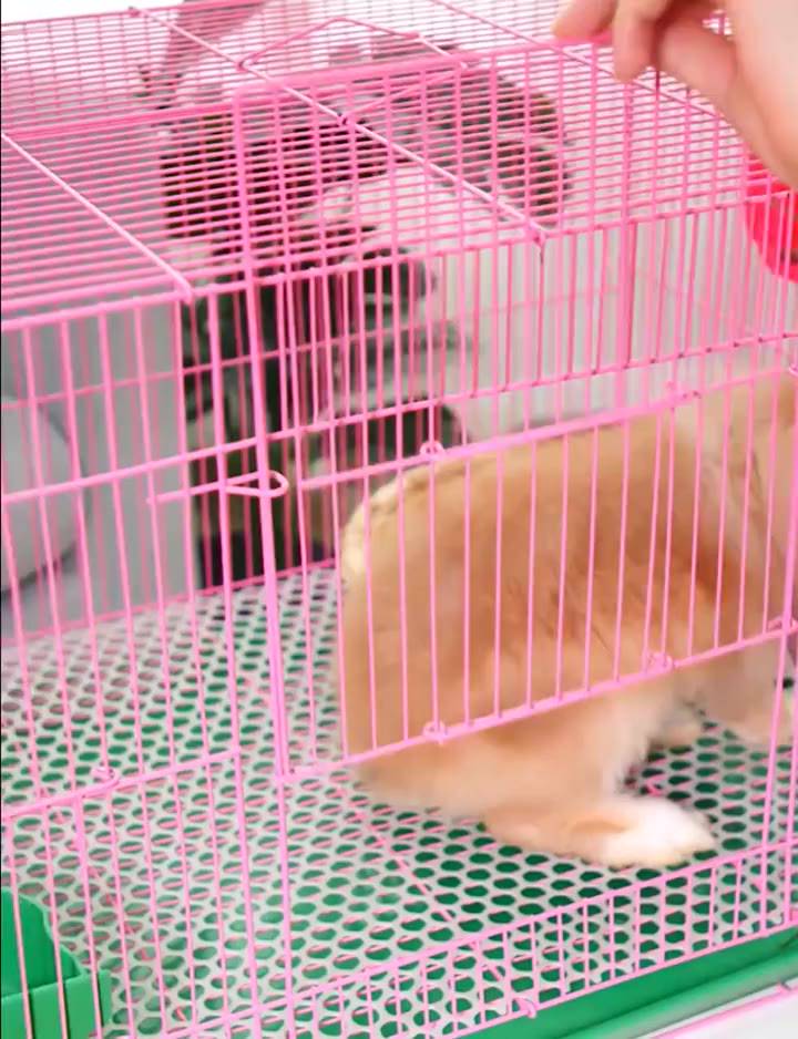 Ready Stock Rabbit Cage Extra Large Easy Clean Rabbit House 60cm Guinea ...