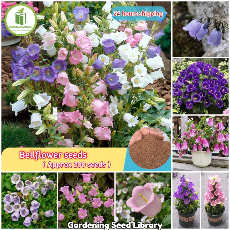 Easy to grow...200pcs Mixed Bellflower Seeds Campanula Persicifolia