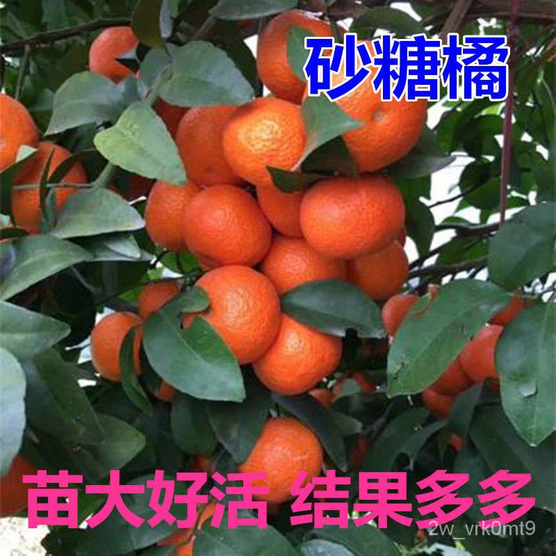 Seedless and Seedless Sugar Orange Seedlings Orange Seedlings Authentic