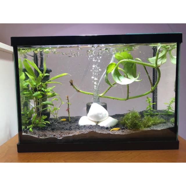 2.5 gallon aquarium glass fish tank aquascaping ( soil sand decors not  included)