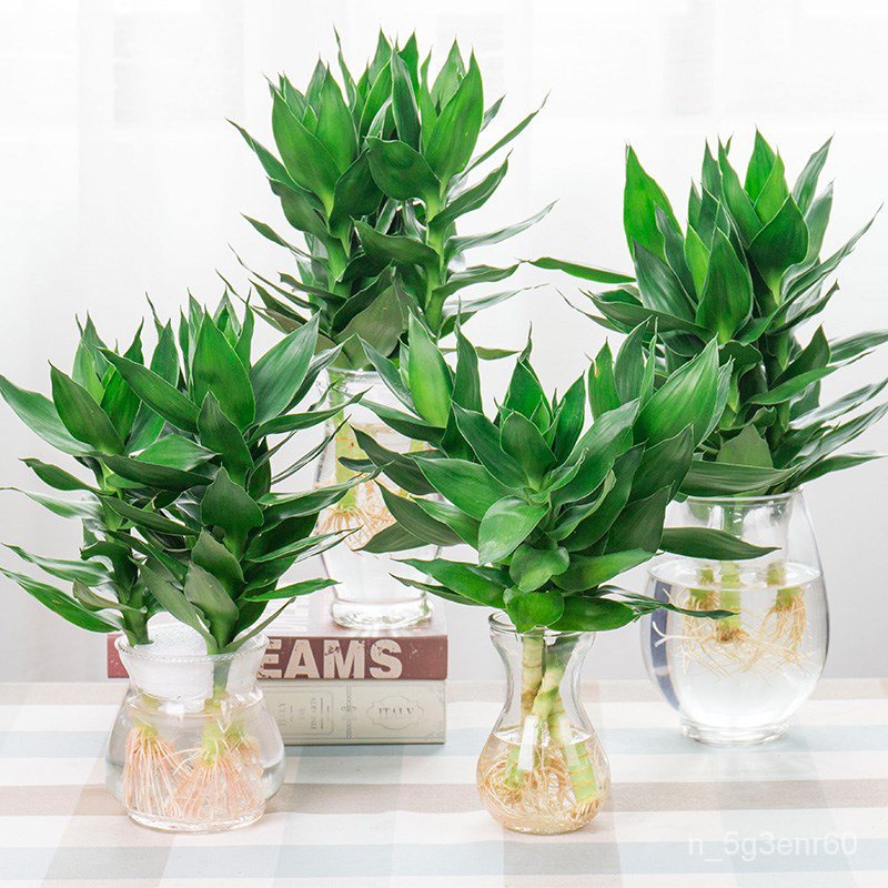 Fernleaf Hedge Bamboo; Bambusa Multiplex Hydroponic Plants Lucky Bamboo