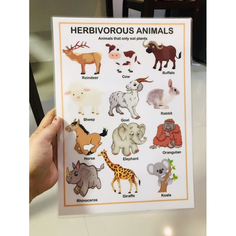 A4 Laminated Carnivore Herbivore Omnivore Animals Chart(environmental 