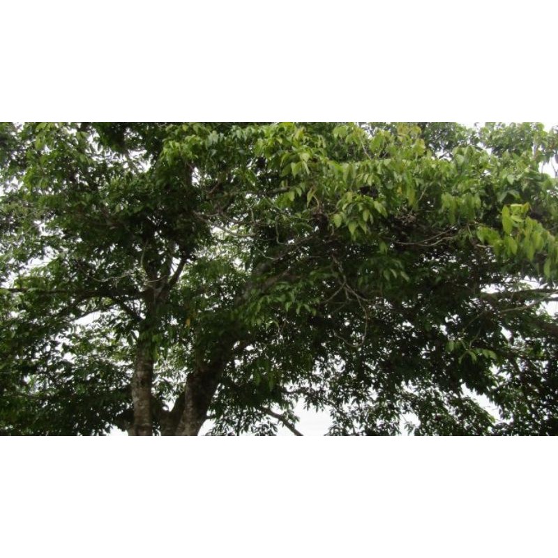Original Skin Batang Tree Beard Kol / 500 Grams | Shopee Philippines