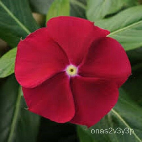Guaranteed germination rate 40+ Vinca Cranberry Periwinkle Flower Seeds