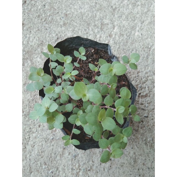 Callisia Repens / Creeping Inch Plant