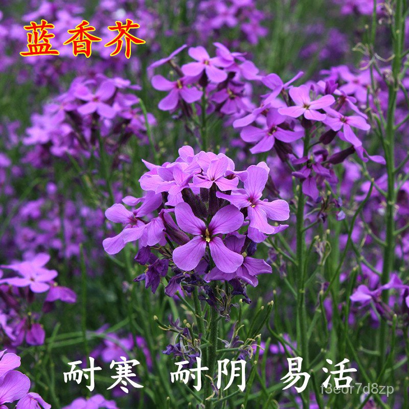 Blue Mustard Seed Grow up Easily Flower Seed Eurasian Fragrant Mustard