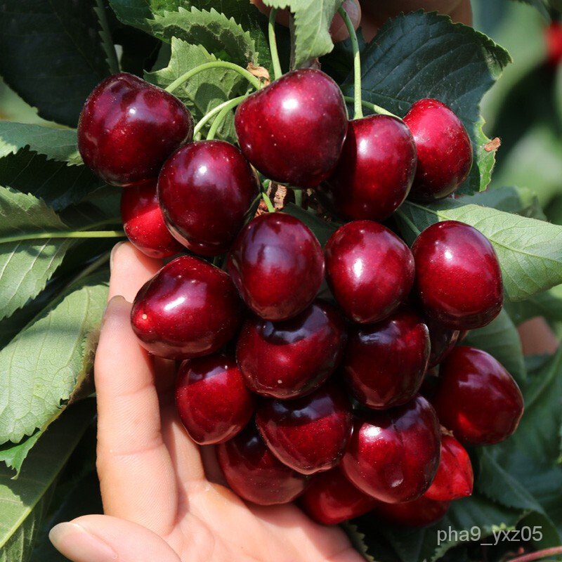 Cherry Seedlings Cherry sapling American Cherries Large Cherry Seedlings Grafting Cherry Trees