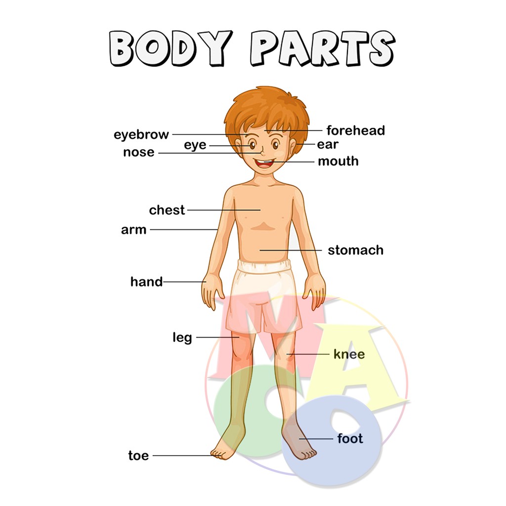 Parts of the Body Laminated Charts A4 size | Shopee Philippines