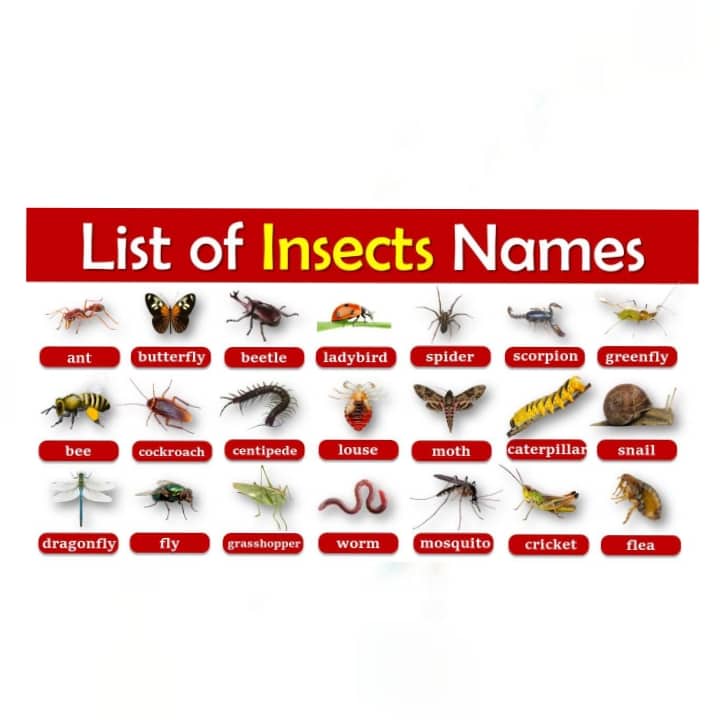 Insects Name, Laminated Educational Charts for Kids and Students ...