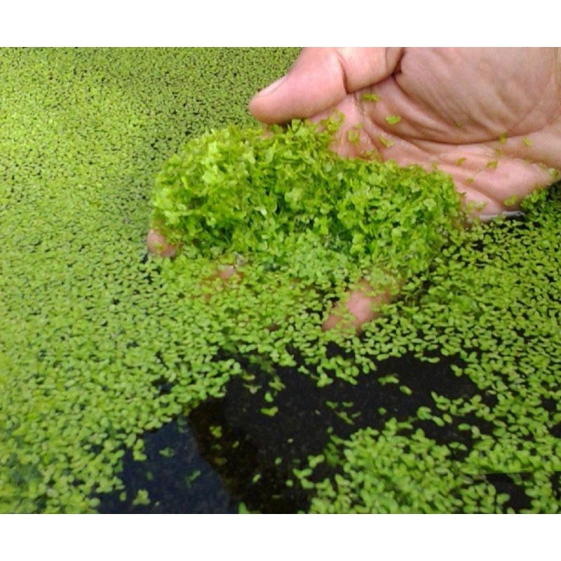 Duckweed floating plants Shopee Philippines