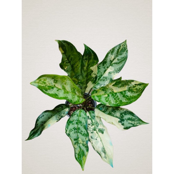 Th2-14156 Reserved for Mayra Aglaonema manila's pride