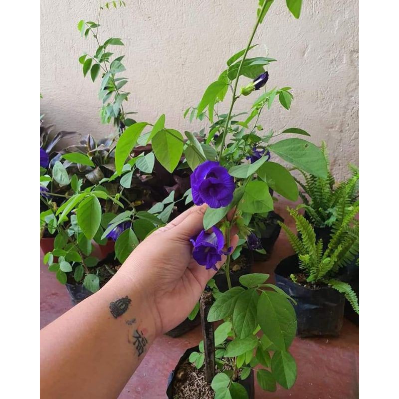 Blue ternate plant new arrivals