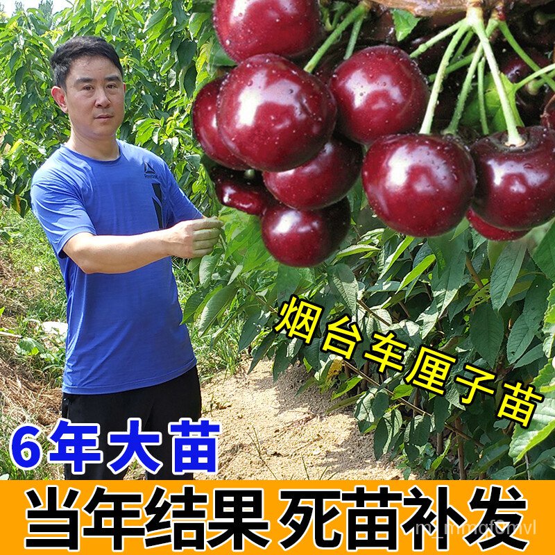 Cherry tree seedlings Cherry Seedlings Big Cherry Tree Grafting Dwarf Potted Plant Field