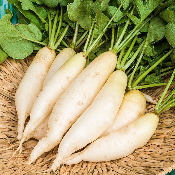 Labanos Seeds - White Radish Seeds | Shopee Philippines