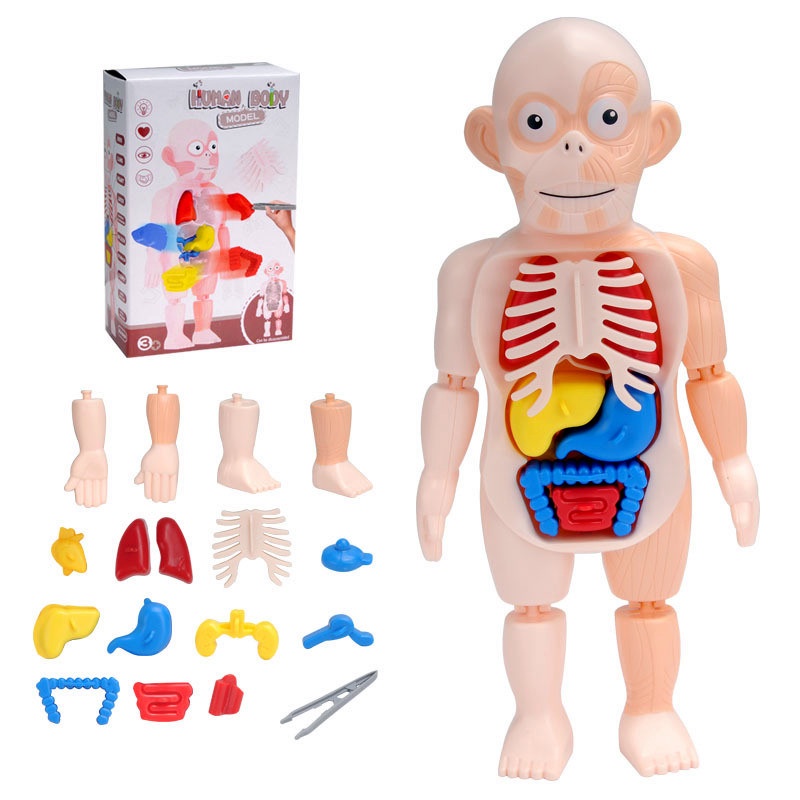 Children 3D Puzzle Human Body Anatomy Model Educational Learning Organ ...