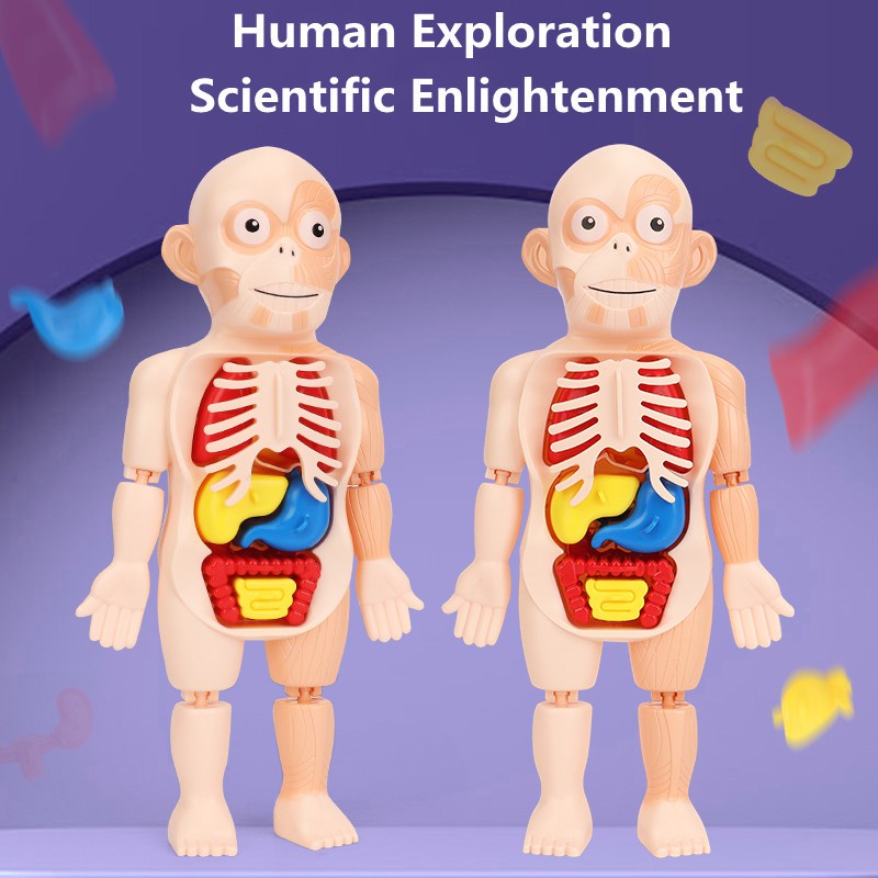 Kid Puzzle Human Body Anatomy Model Toy Educational Learning Organ Diy ...