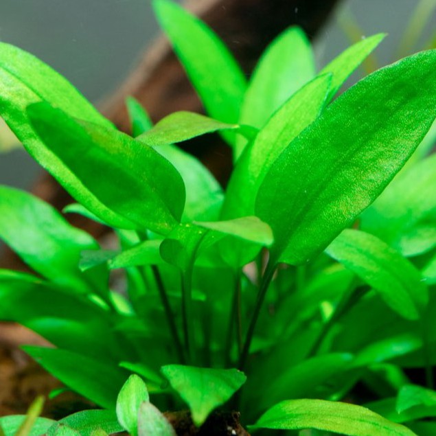 Cryptocoryne aponogetifolia & Wendtii Green -lowtech (non