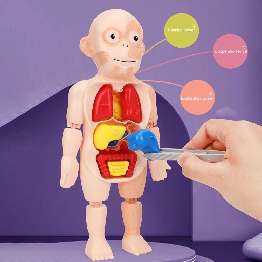 Kids Montessori 3D Puzzle Human Body Anatomy Model Educational Teaching ...