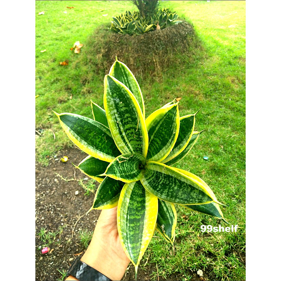 Dwarf Snake Plant Gold Yellow / Variegated Uprooted Bird's Nest