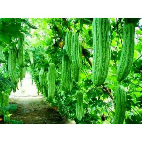 Plantable/AMPALAYA seedHybrid (Balsam Pear) Giant Variety/Seeds Plants ...