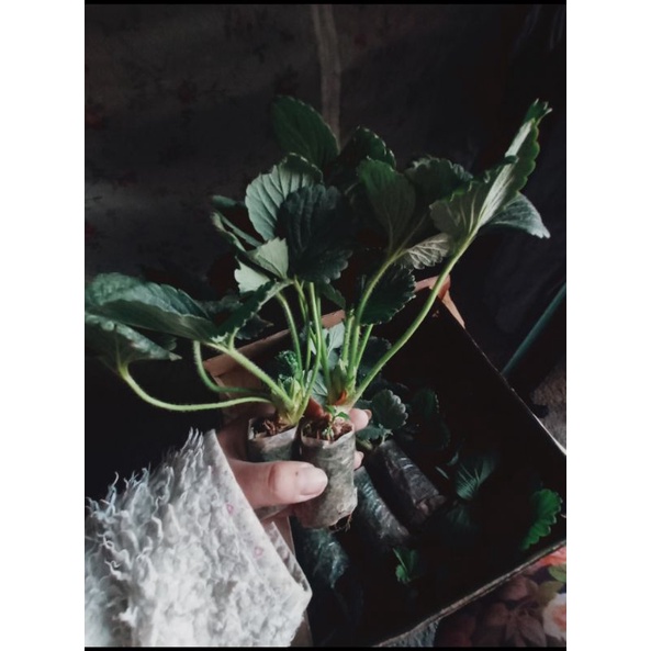 Strawberry Runners For sale(ALBION) Shopee Philippines