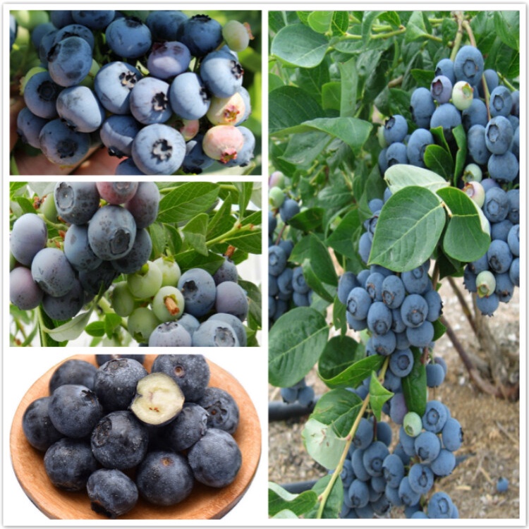 Potted Blueberry Seeds Bonsai Fruit Tree Seeds Garden Flower Plant Seed