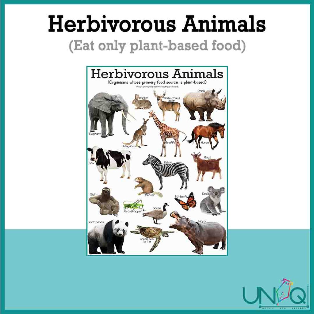 Uniq Laminated Educational Wall Charts (omnivore, Herbivore, Carnivore 