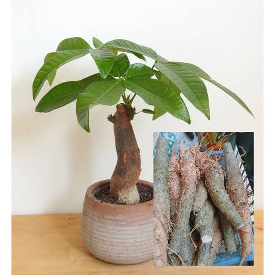 Big trunks money tree castanias Shopee Philippines