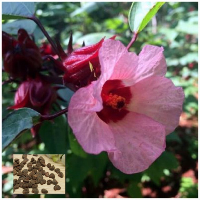 Pink Roselle / Hibiscus Sabdariffa Seeds | Shopee Philippines